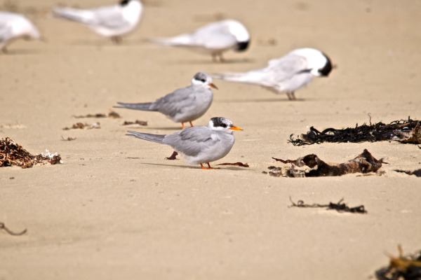 Black-fronted Tern