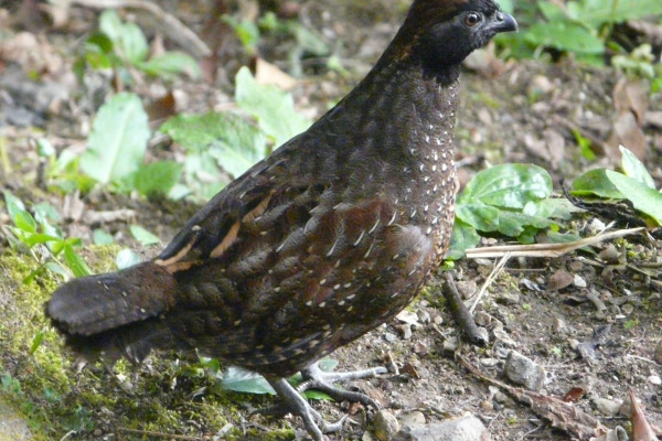 Black-fronted Wood-Quail
