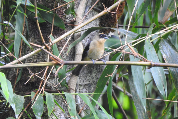Black-goggled Tanager