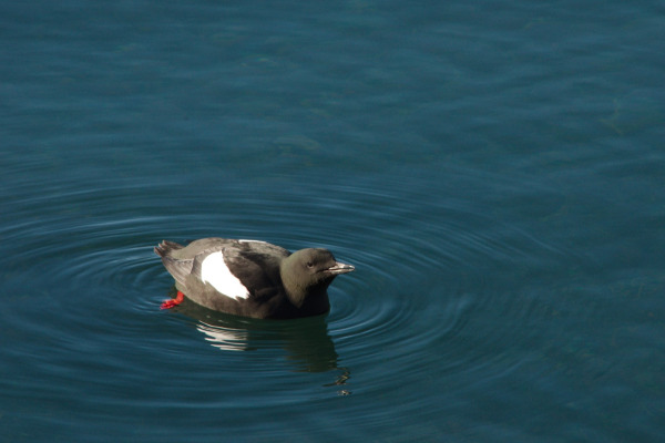 Black Guillemot