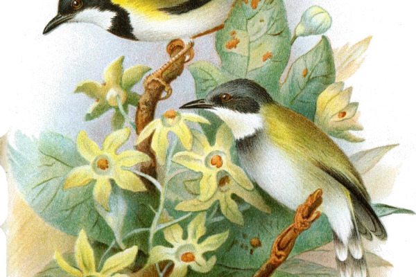 Black-headed Apalis