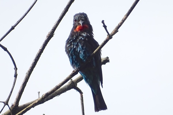 Black-headed Bee-eater