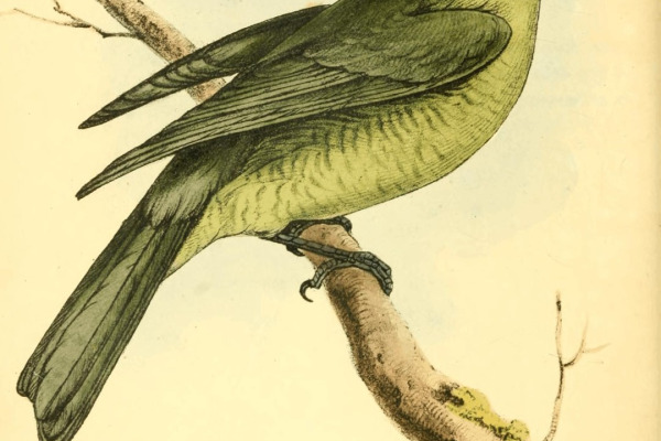 Black-headed Berryeater