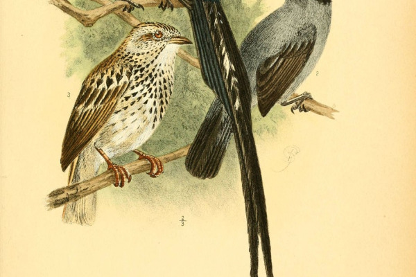 Black-headed Blue Flycatcher