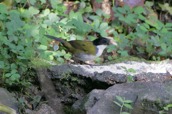 Black-headed Brushfinch