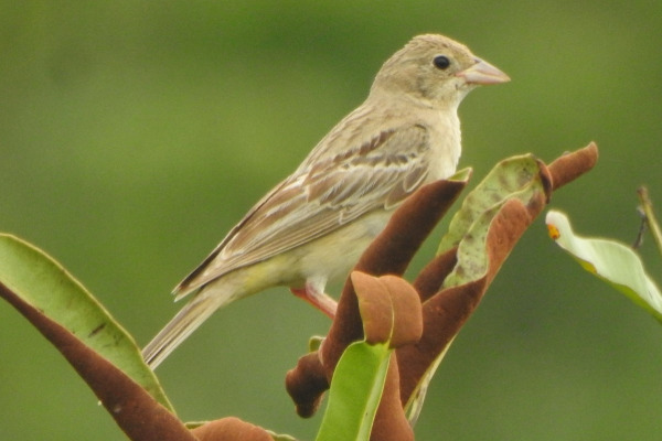 Black-headed Bunting