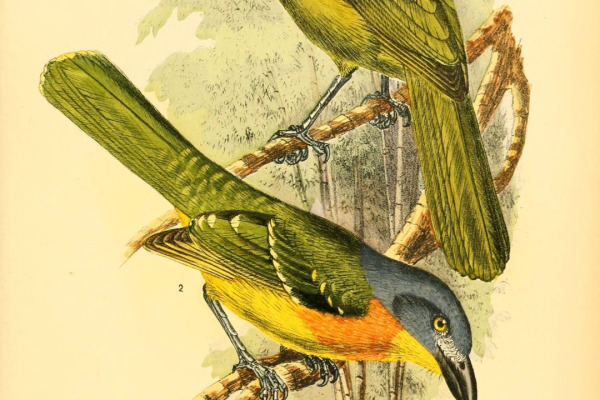 Black-headed Bushshrike