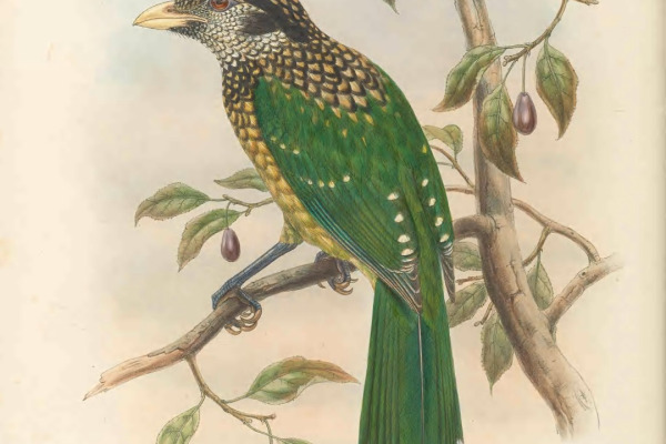 Black-headed Catbird