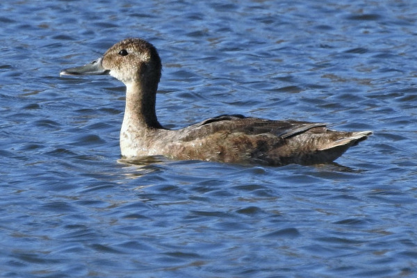 Black-headed Duck