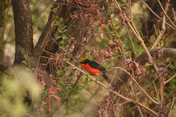 Black-headed Gonolek