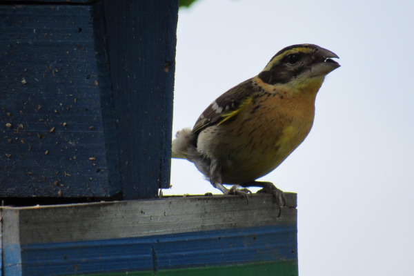 Black-headed Grosbeak
