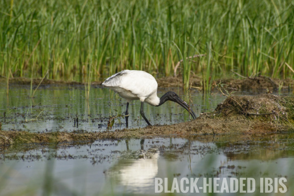 Black-headed Ibis