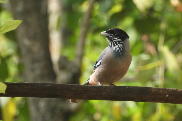 Black-headed Jay