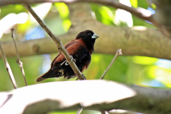 Black-headed Munia