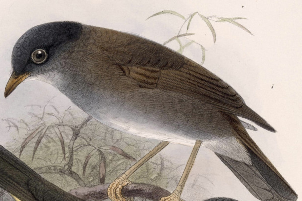 Black-headed Nightingale-Thrush