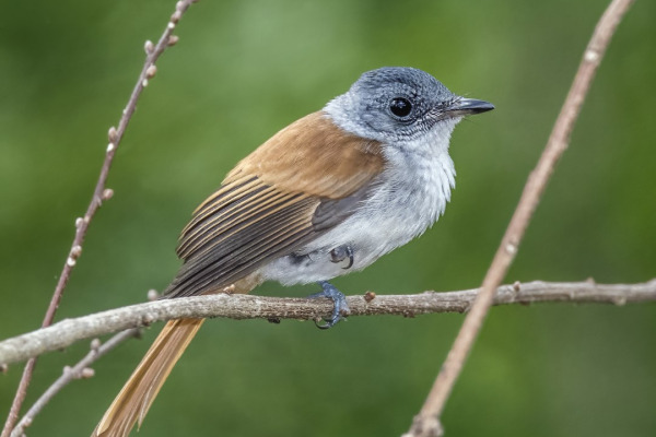 Black-headed Paradise Flycatcher