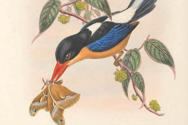 Black-headed Paradise Kingfisher