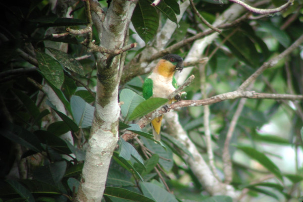 Black-headed Parrot