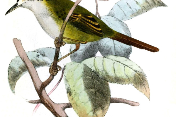 Black-headed Tailorbird