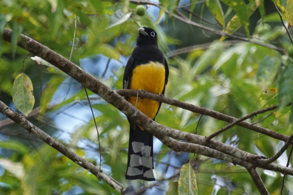 Black-headed Trogon