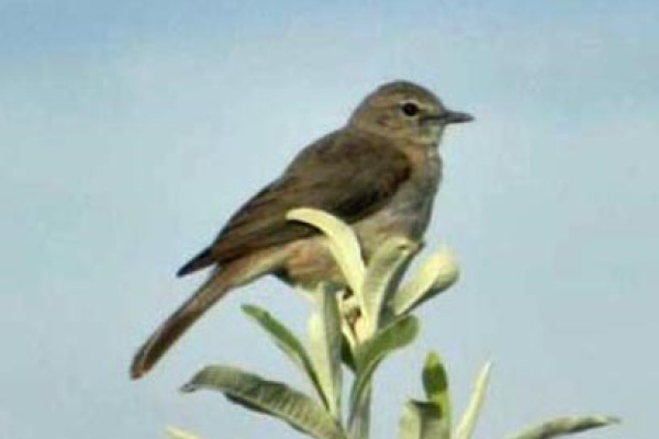 Black-headed Warbler