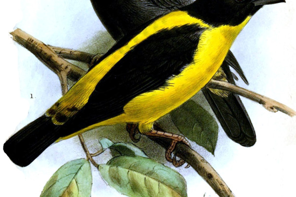 Black-headed Weaver