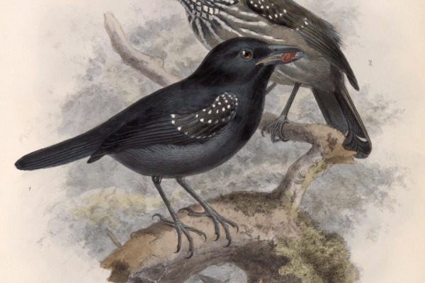 Black-hooded Antshrike