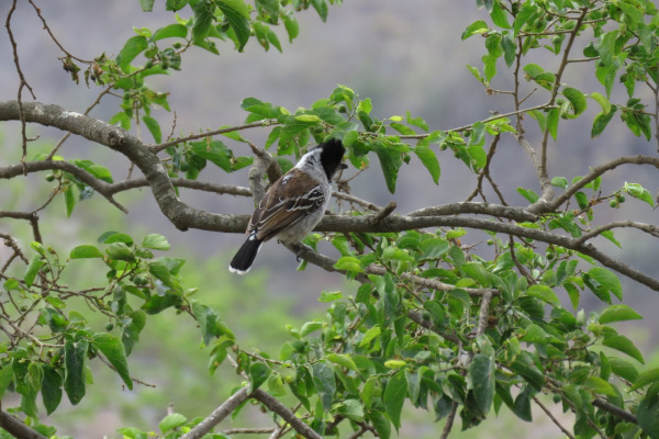 Black-hooded Antwren