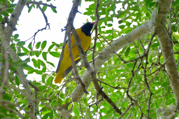 Black-hooded Oriole