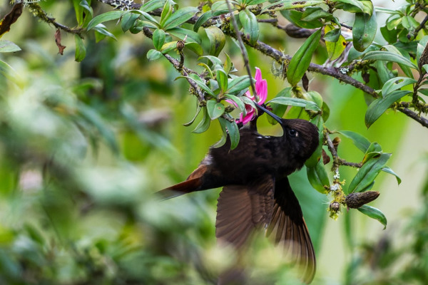 Black-hooded Sunbeam