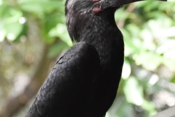 Black Hornbill