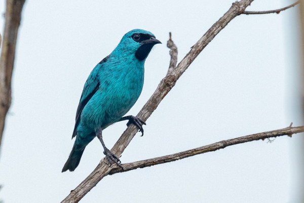 Black-legged Dacnis