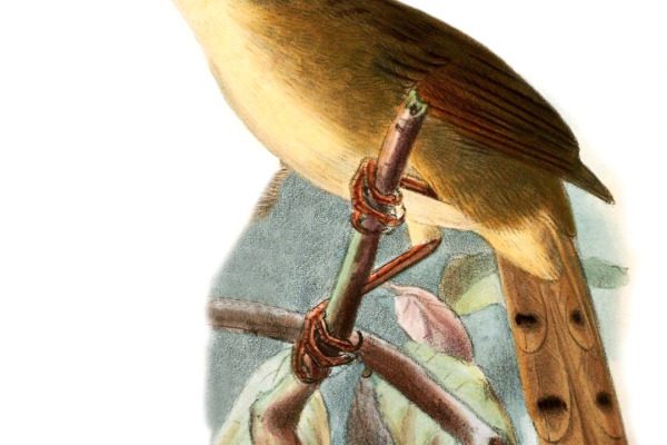 Black-lored Cisticola