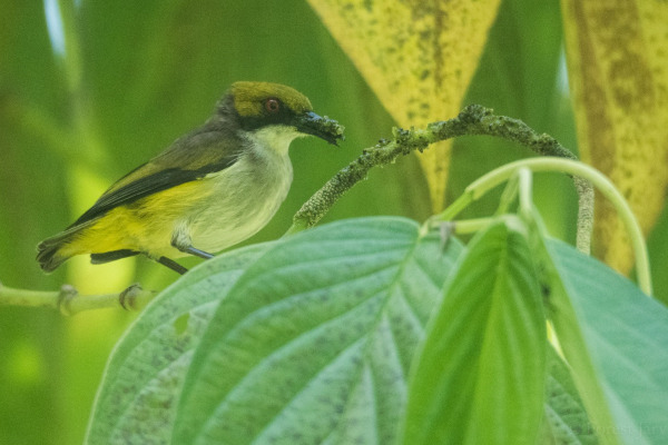 Black-lored Flowerpecker