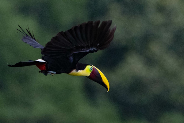 Black-mandibled Toucan
