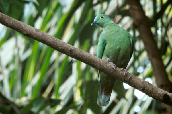 Black-naped Fruit Dove