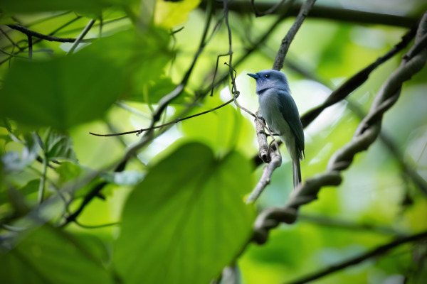 Black-naped Monarch