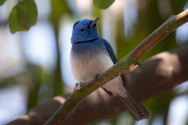 Black-naped Monarch