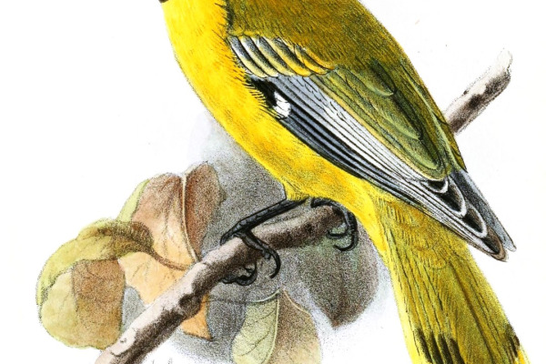 Black-naped Oriole