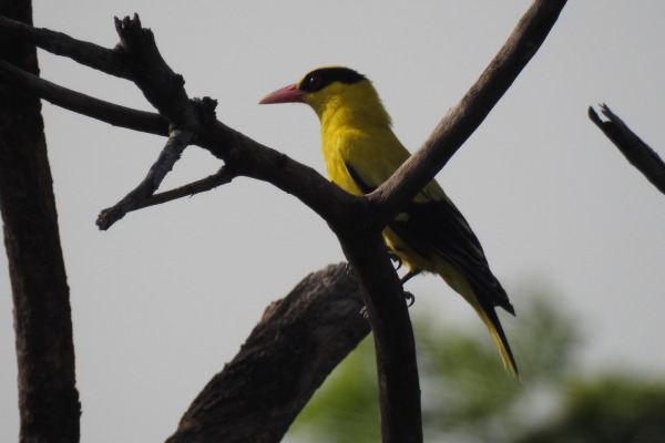 Black-naped Oriole