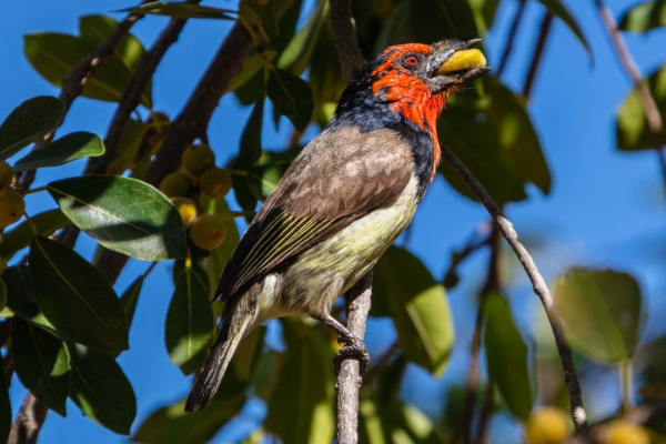 Black-necked Barbet