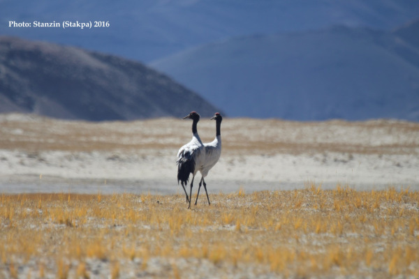 Black-necked Crane