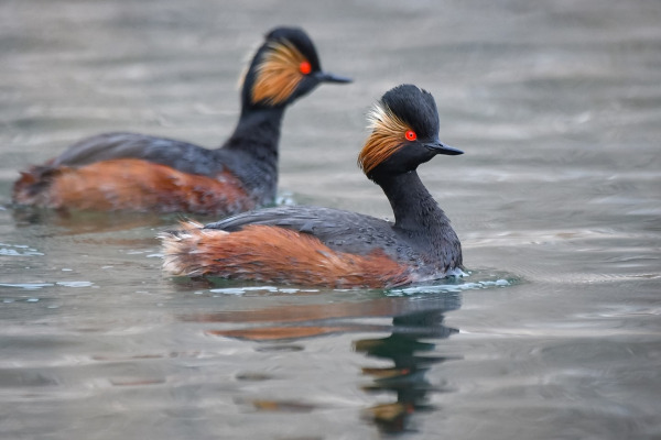 Black-necked Grebe