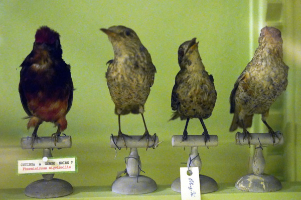 Black-necked Red Cotinga