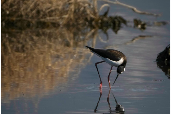 Black-necked Stilt