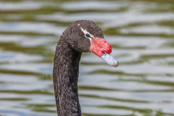 Black-necked Swan