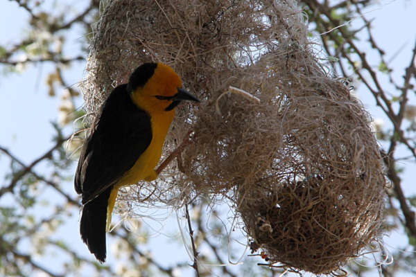 Black-necked weaver