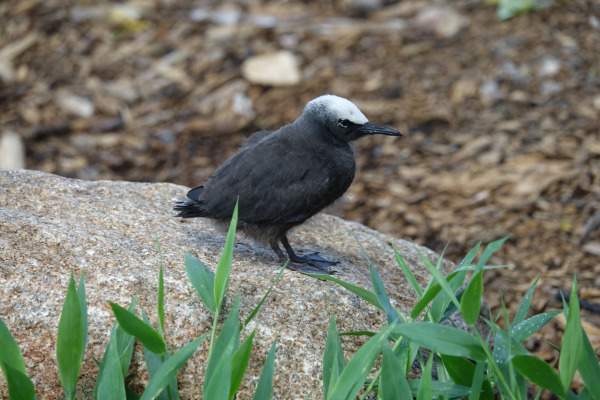 Black Noddy