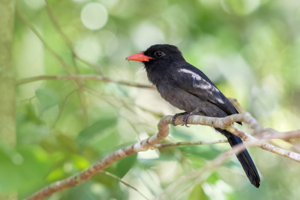 Black Nunbird