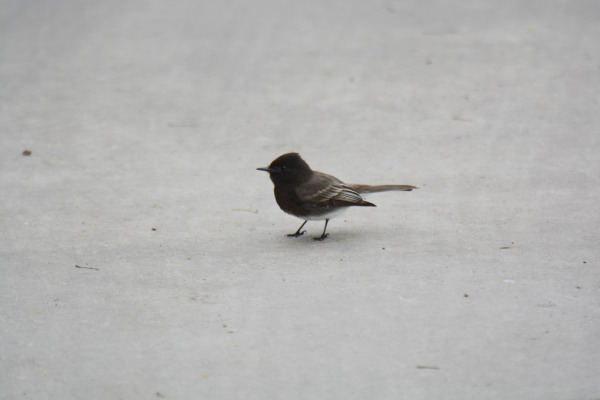 Black Phoebe